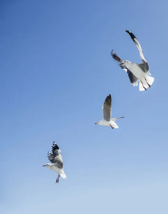 Framed Print : Three grey headed gulls Larus cirrocephalus hovering over potential food Framed Print : Three grey headed gulls Larus cirrocephalus hovering over potential food