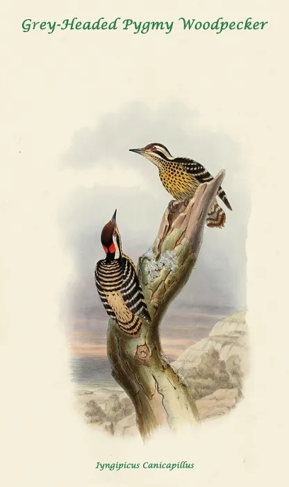 Framed Print : Grey-Headed Pygmy Woodpecker Framed Print : Grey-Headed Pygmy Woodpecker