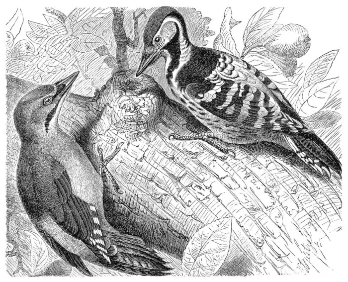 Framed Print : Grey-headed and White-backed Woodpecker Framed Print : Grey-headed and White-backed Woodpecker