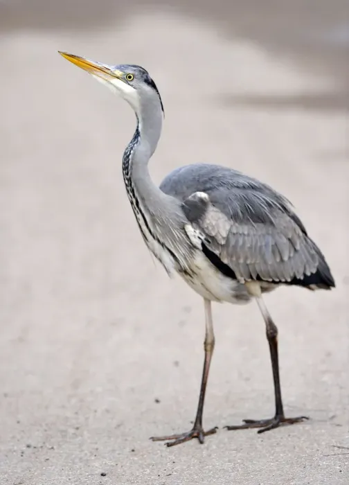 Framed Print : Grey Heron -Ardea cinerea- Framed Print : Grey Heron -Ardea cinerea-