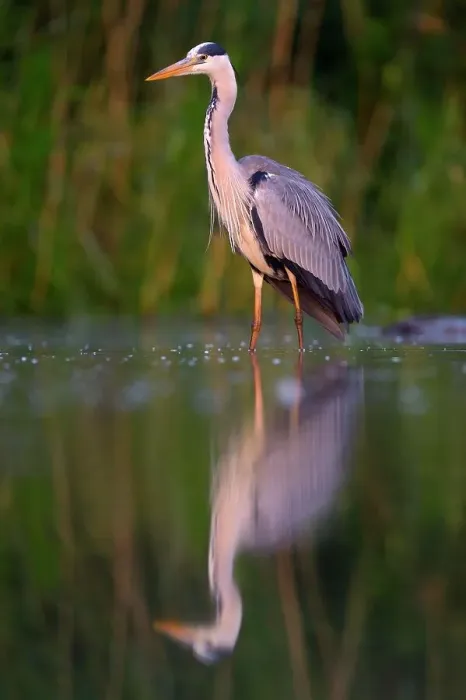 Framed Print : Grey Heron (Ardea cinerea), adult, foraging for food in the morning light, Kiskunsag National Park, Southeastern Hungary, Hungary Framed Print : Grey Heron (Ardea cinerea), adult, foraging for food in the morning light, Kiskunsag National Park, Southeastern Hungary, Hungary