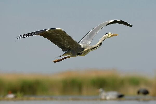 Grey Heron (Ardea cinerea), adult bird in flight, Kiskunsag National Park, Southeastern Hungary, Hungary