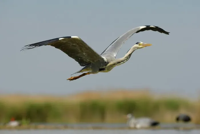 Framed Print : Grey Heron (Ardea cinerea), adult bird in flight, Kiskunsag National Park, Southeastern Hungary, Hungary Framed Print : Grey Heron (Ardea cinerea), adult bird in flight, Kiskunsag National Park, Southeastern Hungary, Hungary