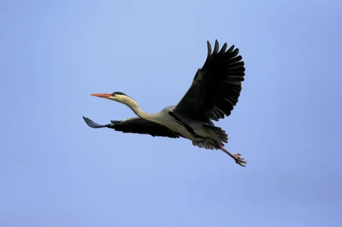 Framed Print : Grey Heron -Ardea cinerea-, adult in breeding plumage, flying, Baden-Wurttemberg, Germany Framed Print : Grey Heron -Ardea cinerea-, adult in breeding plumage, flying, Baden-Wurttemberg, Germany