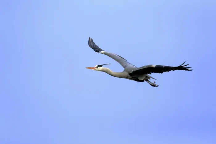Framed Print : Grey Heron -Ardea cinerea-, adult in breeding plumage, flying, Baden-Wurttemberg, Germany Framed Print : Grey Heron -Ardea cinerea-, adult in breeding plumage, flying, Baden-Wurttemberg, Germany