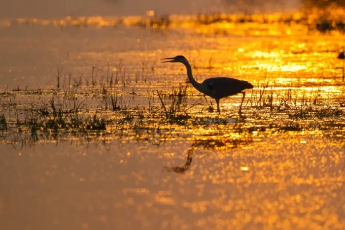 Framed Print : Grey Heron -Ardea cinerea- backlit by the setting sun, Lower Saxony, Germany Framed Print : Grey Heron -Ardea cinerea- backlit by the setting sun, Lower Saxony, Germany