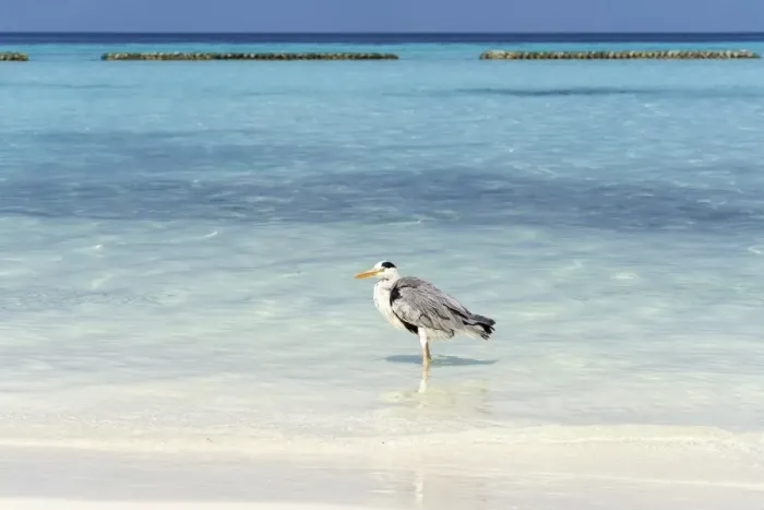 Framed Print : Grey Heron -Ardea cinerea- on the beach of a Maldivian island, Kurendhoo Island, Lhaviyani Atoll, Maldives