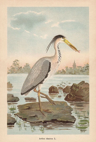 Grey heron (Ardea cinerea), chromolithograph, published in 1896
