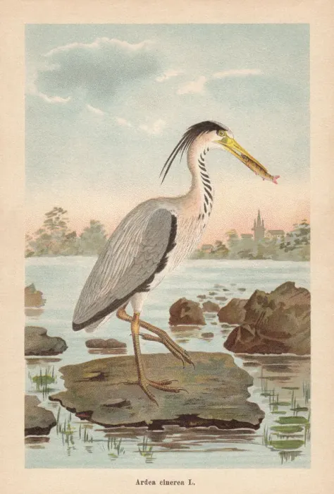 Framed Print : Grey heron (Ardea cinerea), chromolithograph, published in 1896 Framed Print : Grey heron (Ardea cinerea), chromolithograph, published in 1896