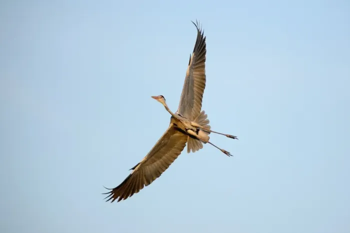 Framed Print : Grey Heron -Ardea cinerea-, in flight, North Rhine-Westphalia, Germany Framed Print : Grey Heron -Ardea cinerea-, in flight, North Rhine-Westphalia, Germany