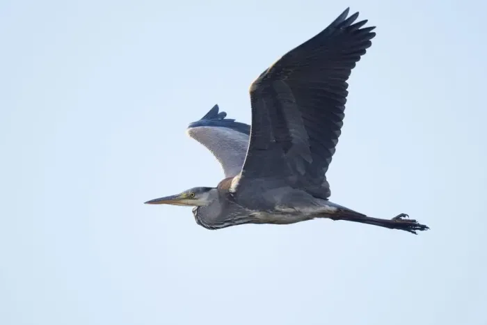 Framed Print : Grey heron (Ardea cinerea) in flight, Emsland, Lower Saxony, Germany Framed Print : Grey heron (Ardea cinerea) in flight, Emsland, Lower Saxony, Germany
