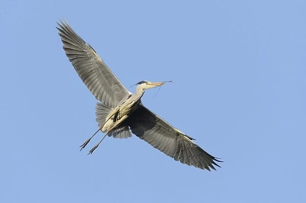 Grey Heron -Ardea cinerea- in flight with nesting material, Hamburg, Germany
