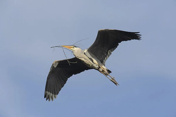 Grey Heron -Ardea cinerea- in flight with nesting material, Hamburg, Germany