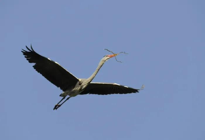 Framed Print : Grey Heron -Ardea cinerea- in flight with nesting material, Stuttgart, Baden-Wuerttemberg, Germany, Europe Framed Print : Grey Heron -Ardea cinerea- in flight with nesting material, Stuttgart, Baden-Wuerttemberg, Germany, Europe