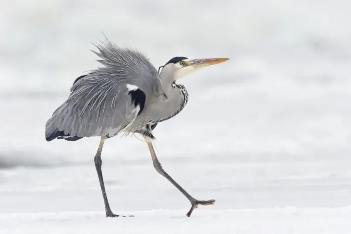 Framed Print : Grey Heron -Ardea cinerea- on ice in winter, Usedom, Mecklenburg-Western Pomerania, Germany, Europe Framed Print : Grey Heron -Ardea cinerea- on ice in winter, Usedom, Mecklenburg-Western Pomerania, Germany, Europe