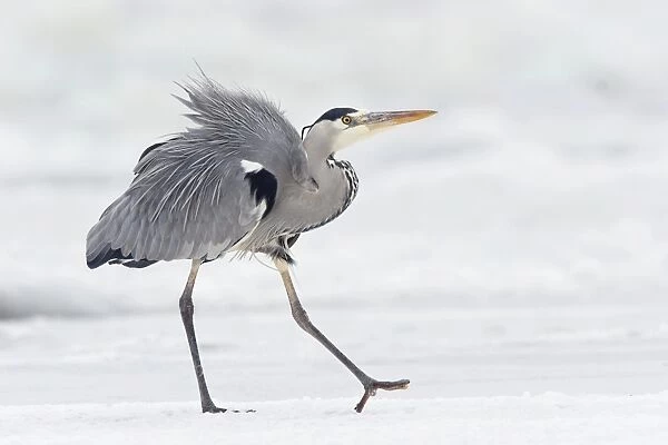 Grey Heron -Ardea cinerea- on ice in winter, Usedom, Mecklenburg-Western Pomerania, Germany, Europe