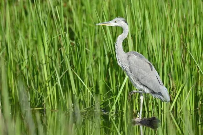 Framed Print : Grey Heron -Ardea cinerea-, juvenile, Tyrol, Austria Framed Print : Grey Heron -Ardea cinerea-, juvenile, Tyrol, Austria