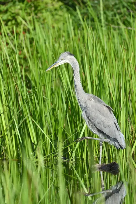 Framed Print : Grey Heron -Ardea cinerea-, juvenile, Tyrol, Austria Framed Print : Grey Heron -Ardea cinerea-, juvenile, Tyrol, Austria