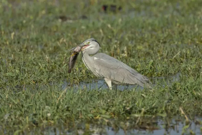 Framed Print : Grey Heron -Ardea cinerea-, Keoladeo National Park, Rajasthan, India Framed Print : Grey Heron -Ardea cinerea-, Keoladeo National Park, Rajasthan, India