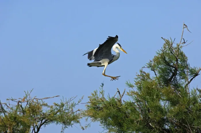 Framed Print : Grey Heron -Ardea cinerea- landing in a tree crown, Camargue, France, Europe Framed Print : Grey Heron -Ardea cinerea- landing in a tree crown, Camargue, France, Europe