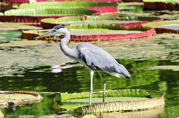 Grey Heron -Ardea cinerea- in a lily pond, Germany