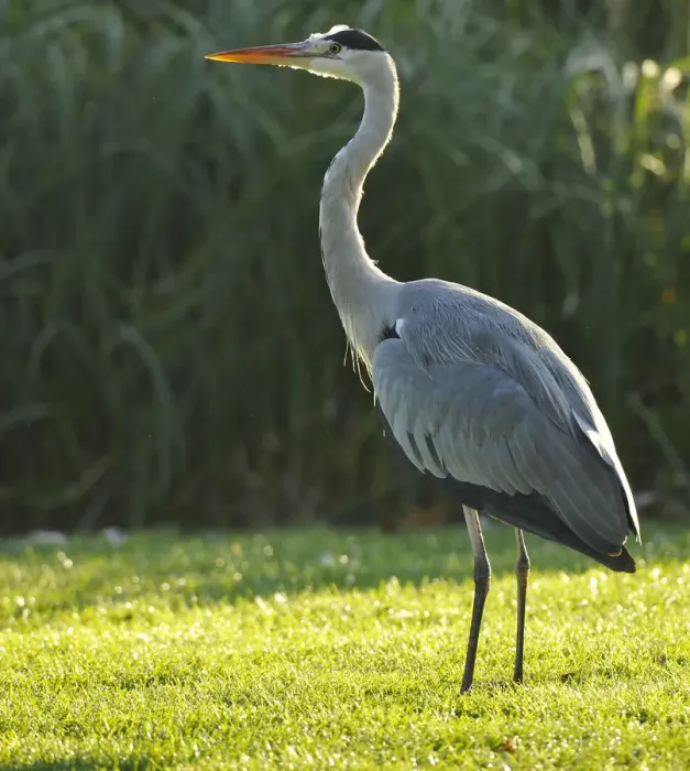 Framed Print : Grey Heron -Ardea cinerea- on meadow in front of reeds, Stuttgart, Baden-Wuerttemberg, Germany, Europe Framed Print : Grey Heron -Ardea cinerea- on meadow in front of reeds, Stuttgart, Baden-Wuerttemberg, Germany, Europe