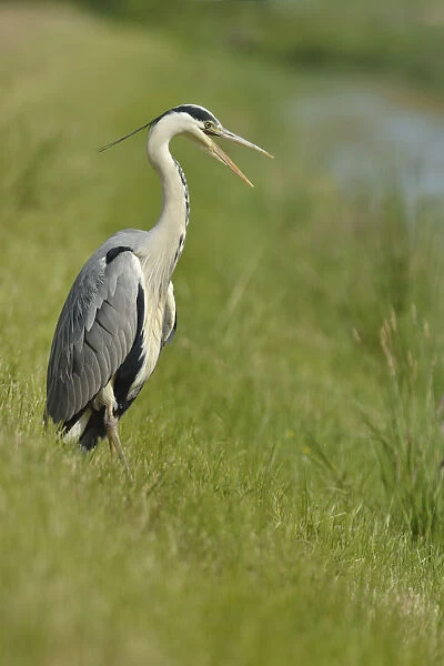 Grey Heron -Ardea cinerea- with an open beak, standing on the banks of a brook, The Netherlands