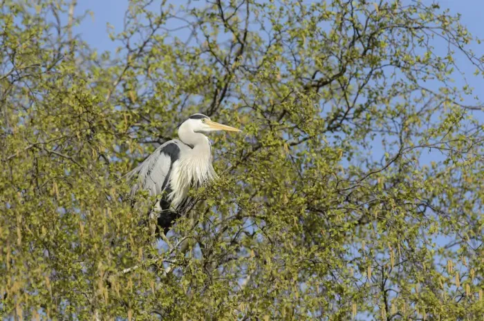 Framed Print : Grey Heron -Ardea cinerea- perched on a birch tree, Hamburg, Germany Framed Print : Grey Heron -Ardea cinerea- perched on a birch tree, Hamburg, Germany