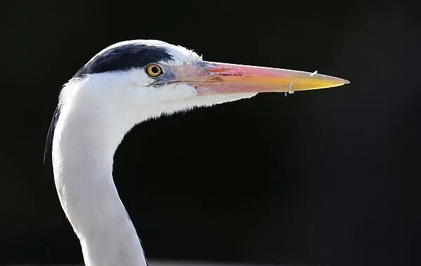 Grey Heron -Ardea cinerea-, portrait