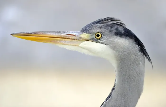 Framed Print : Grey Heron -Ardea cinerea-, portrait Framed Print : Grey Heron -Ardea cinerea-, portrait
