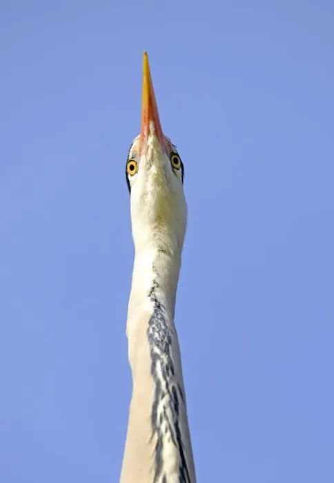 Framed Print : Grey Heron -Ardea cinerea-, portrait, Stuttgart, Baden-Wuerttemberg, Germany, Europe Framed Print : Grey Heron -Ardea cinerea-, portrait, Stuttgart, Baden-Wuerttemberg, Germany, Europe