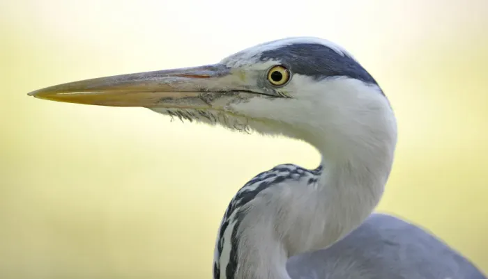 Framed Print : Grey Heron -Ardea cinerea-, portrait, Stuttgart, Baden-Wurttemberg, Germany Framed Print : Grey Heron -Ardea cinerea-, portrait, Stuttgart, Baden-Wurttemberg, Germany