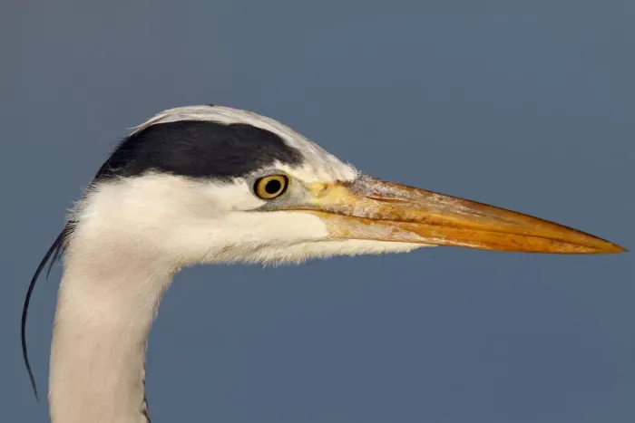 Framed Print : Grey Heron -Ardea cinerea-, portrait, Strohauser Plate, Wesermarsch district, Lower Saxony, Germany, Europe Framed Print : Grey Heron -Ardea cinerea-, portrait, Strohauser Plate, Wesermarsch district, Lower Saxony, Germany, Europe