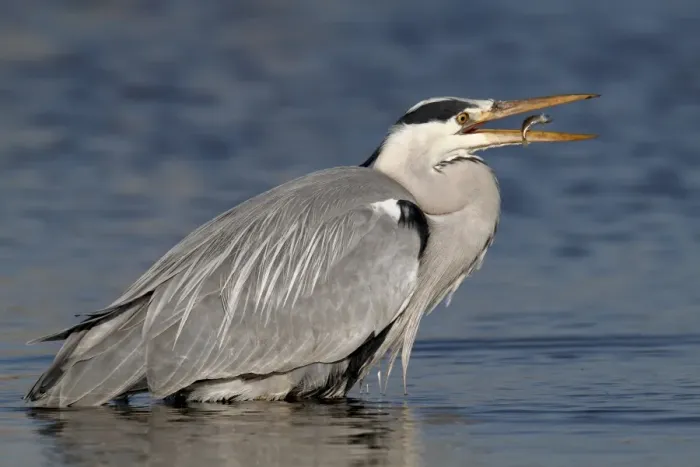 Framed Print : Grey Heron -Ardea cinerea- with prey, a stickleback, Strohauser Plate, Wesermarsch district, Lower Saxony, Germany, Europe Framed Print : Grey Heron -Ardea cinerea- with prey, a stickleback, Strohauser Plate, Wesermarsch district, Lower Saxony, Germany, Europe