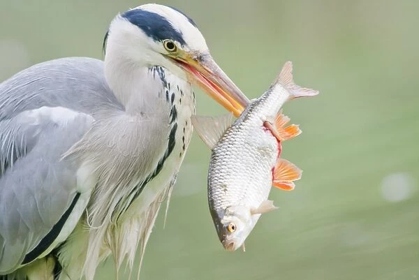 Grey Heron -Ardea cinerea- with prey, fish, North Hesse, Hesse, Germany