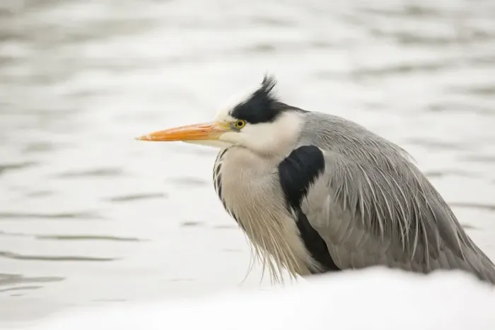 Framed Print : Grey Heron -Ardea cinerea-, on the shore of a pond in winter, Cologne, Rhineland, North Rhine-Westphalia, Germany Framed Print : Grey Heron -Ardea cinerea-, on the shore of a pond in winter, Cologne, Rhineland, North Rhine-Westphalia, Germany