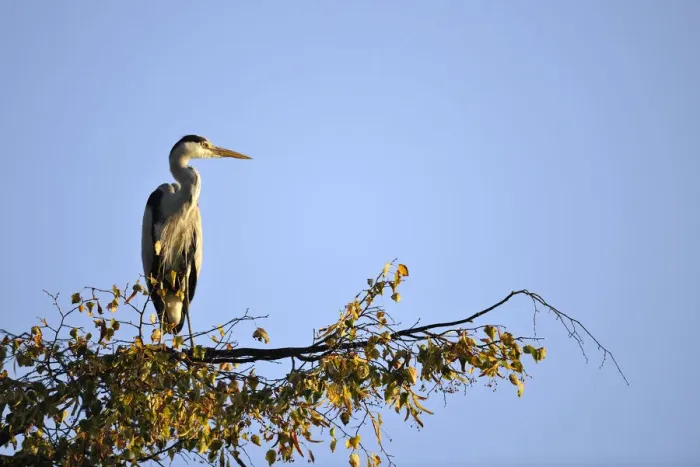 Framed Print : Grey Heron -Ardea cinerea- sitting on a branch, Stuttgart, Baden-Wuerttemberg, Germany, Europe