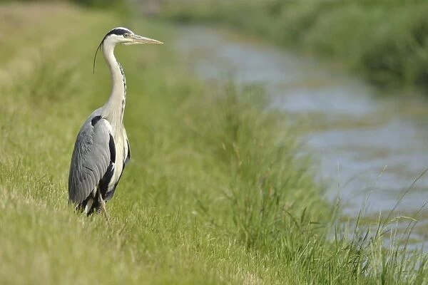 Grey Heron -Ardea cinerea- standing on the banks of a brook, The Netherlands