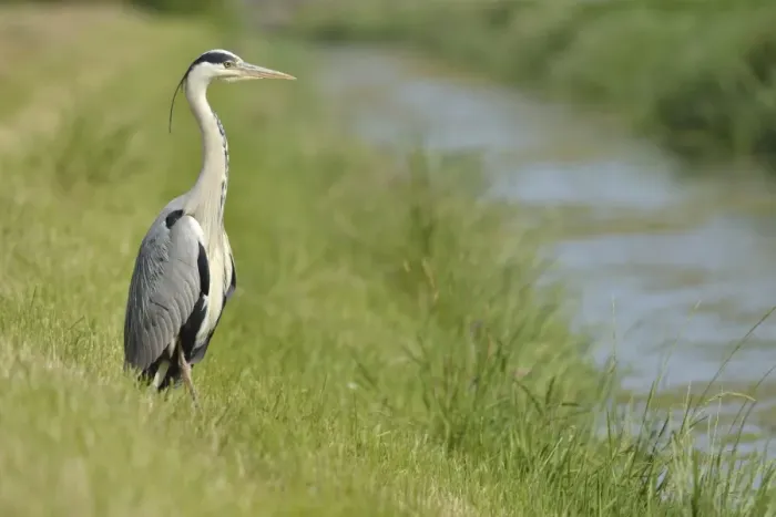Framed Print : Grey Heron -Ardea cinerea- standing on the banks of a brook, The Netherlands Framed Print : Grey Heron -Ardea cinerea- standing on the banks of a brook, The Netherlands