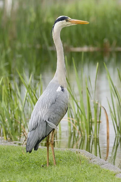 Grey Heron -Ardea cinerea- standing at the edge of a pond, Germany