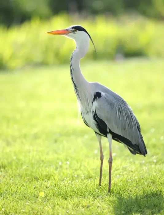 Framed Print : Grey Heron -Ardea cinerea-, Stuttgart, Baden-Wuerttemberg, Germany, Europe