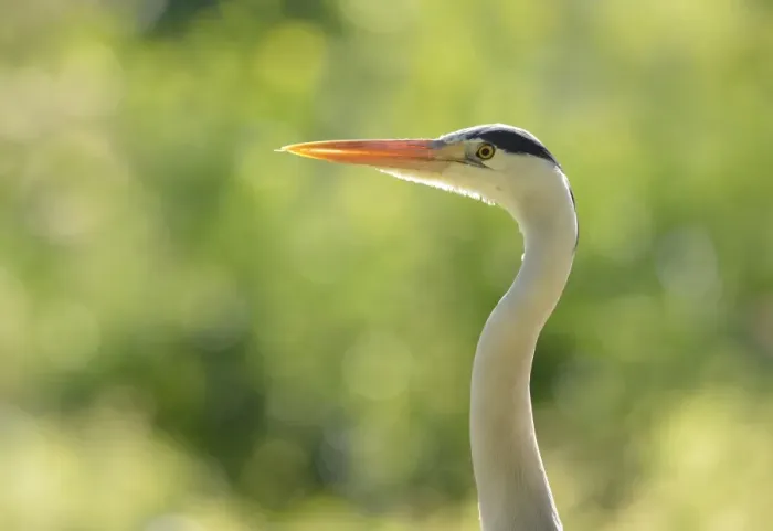 Framed Print : Grey Heron -Ardea cinerea-, Stuttgart, Baden-Wuerttemberg, Germany, Europe Framed Print : Grey Heron -Ardea cinerea-, Stuttgart, Baden-Wuerttemberg, Germany, Europe