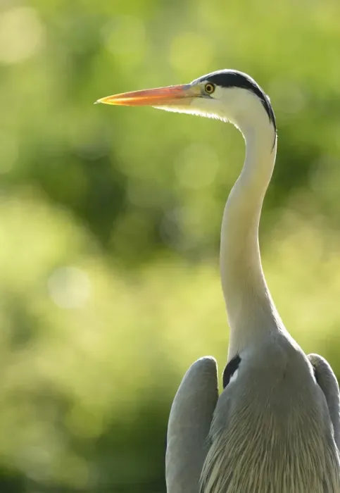 Framed Print : Grey Heron -Ardea cinerea-, Stuttgart, Baden-Wuerttemberg, Germany, Europe Framed Print : Grey Heron -Ardea cinerea-, Stuttgart, Baden-Wuerttemberg, Germany, Europe