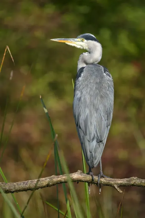 Framed Print : Grey Heron -Ardea cinerea-, Tyrol, Austria Framed Print : Grey Heron -Ardea cinerea-, Tyrol, Austria