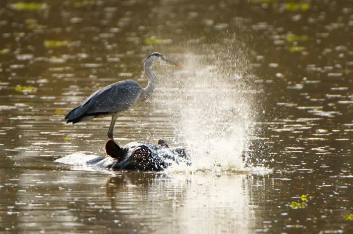 Framed Print : Grey Heron and Hippo, South Luangwa NP, Zambia Framed Print : Grey Heron and Hippo, South Luangwa NP, Zambia