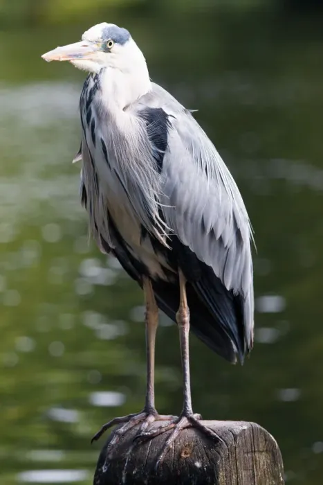 Framed Print : Grey Heron at St. Jamess Park, London Framed Print : Grey Heron at St. Jamess Park, London
