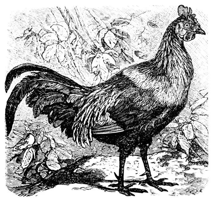 Framed Print : Grey Junglefowl, male Framed Print : Grey Junglefowl, male