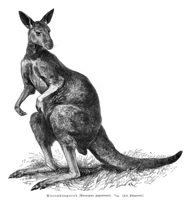 Framed Print : Grey Kangaroo engraving 1895 Framed Print : Grey Kangaroo engraving 1895
