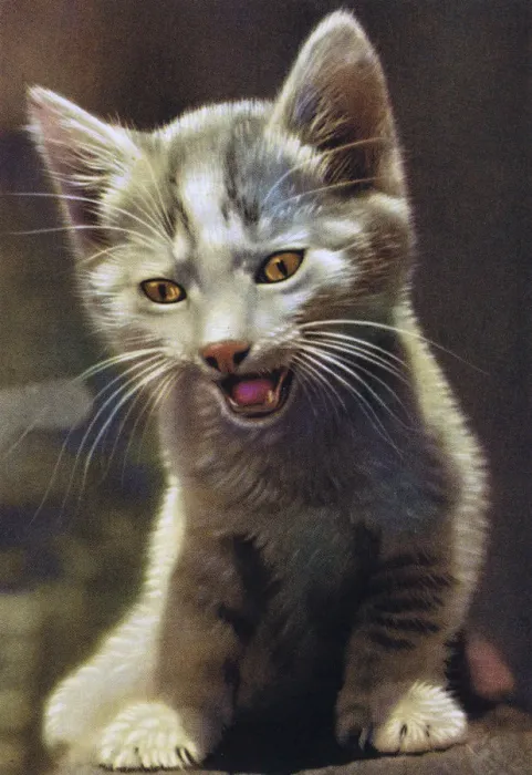 Framed Print : Grey Kitten Framed Print : Grey Kitten