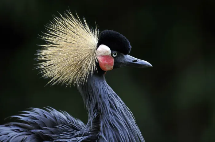 Framed Print : Grey-necked crowned crane (Balearica regulorum) Framed Print : Grey-necked crowned crane (Balearica regulorum)